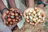 High-Quality AKARZ Unrefined Shea Butter Yellow, Origin West Africa Skin Care & Beauty Base Oil
